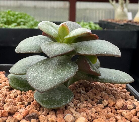 CRASSULA 5cm pods